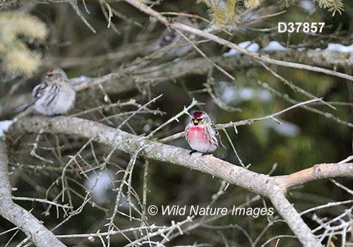 Common Redpoll (Acanthis flammea)